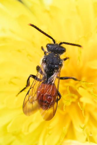 Réf. 339 692 : Nomada sp.